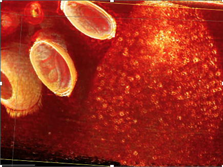 Cherry Tomato